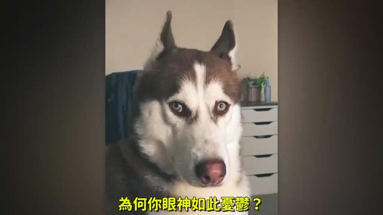 二哈同样是狗，为啥智商.？哈士奇抗议：那柯基呢？吉娃娃呢？