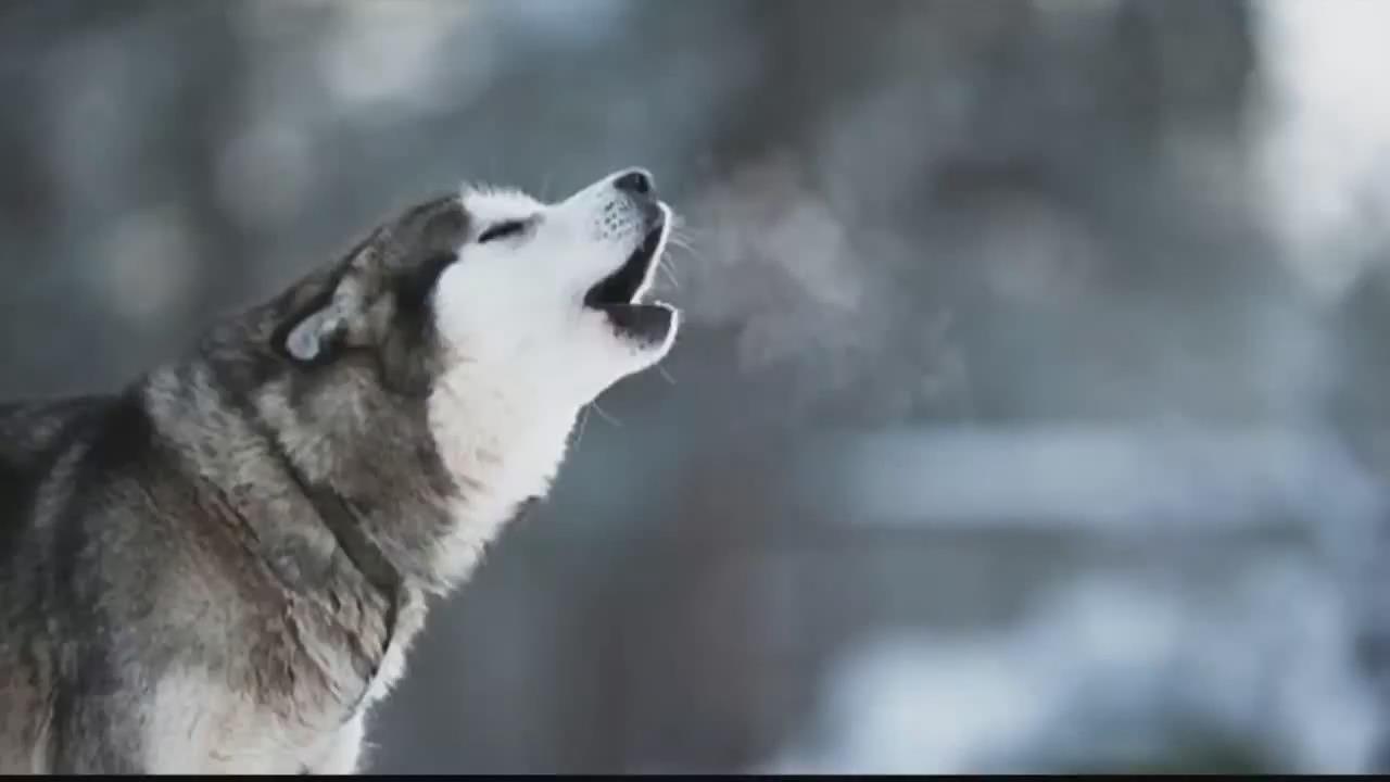 卡哇伊的～各种狗狗叫声～