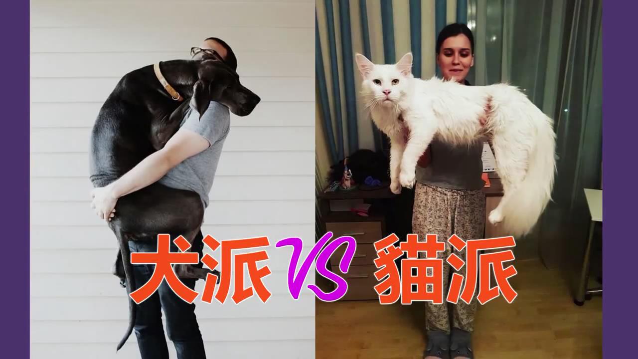 养猫和养狗的主人的十个区别