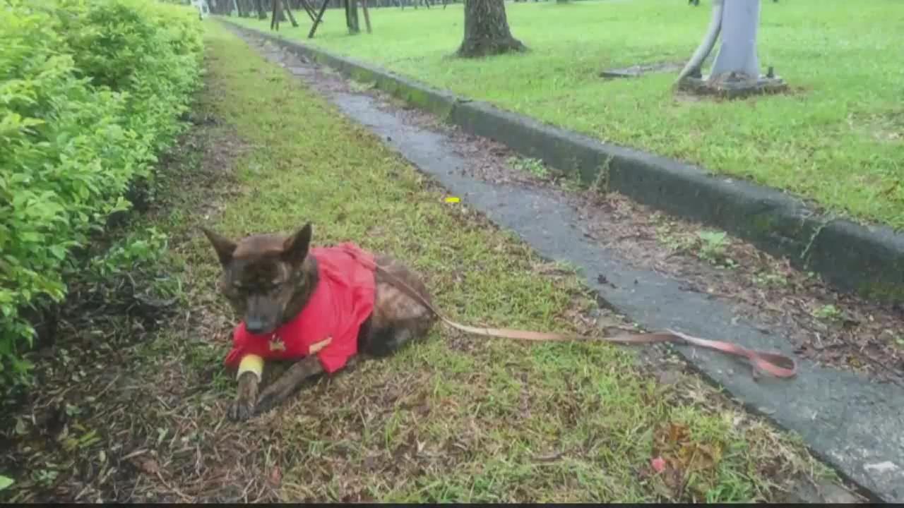 狗狗误食毒猪皮，散步完后拒回家，想自己找地方往生，让人动容～