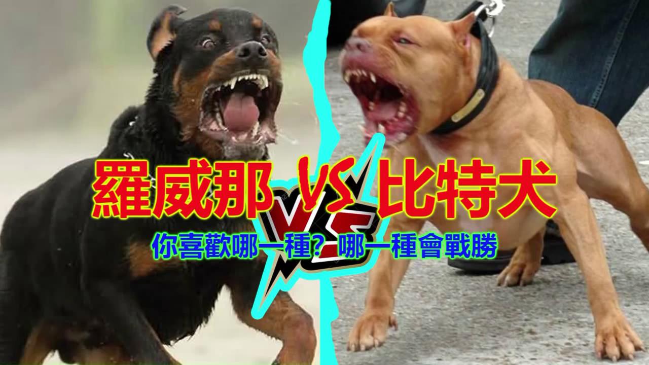 罗威那 VS 比特犬. 你喜欢哪一种？