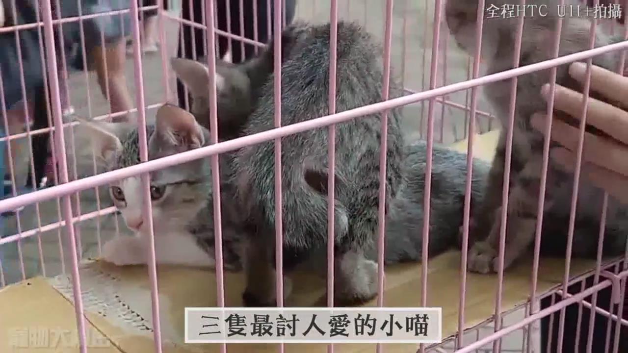 今天社区办的猫咪认养活动，场面热闹，好多可爱的猫咪～