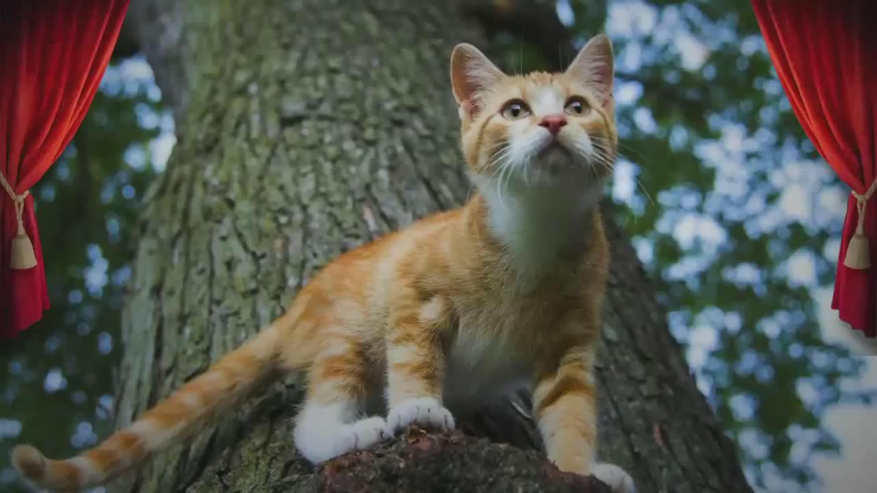 猫咪-是一种浑然天成的跑酷高手～