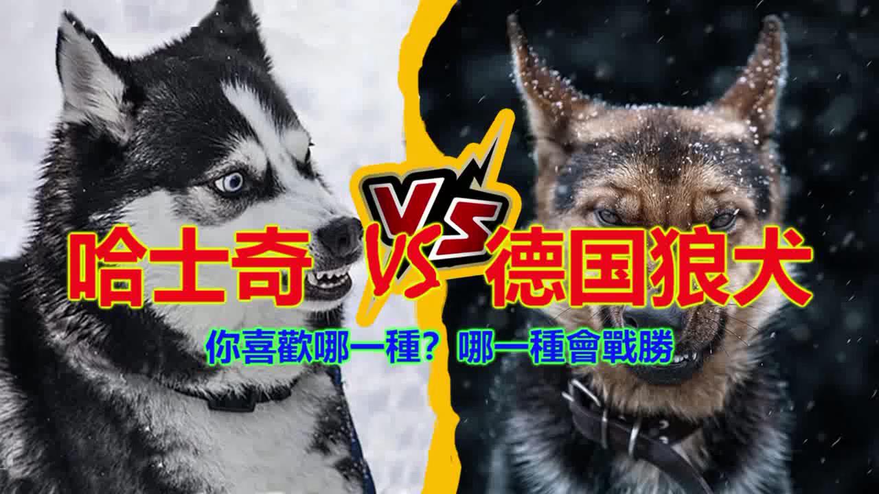 哈士奇 vs 德国狼犬 . 你喜欢哪一种