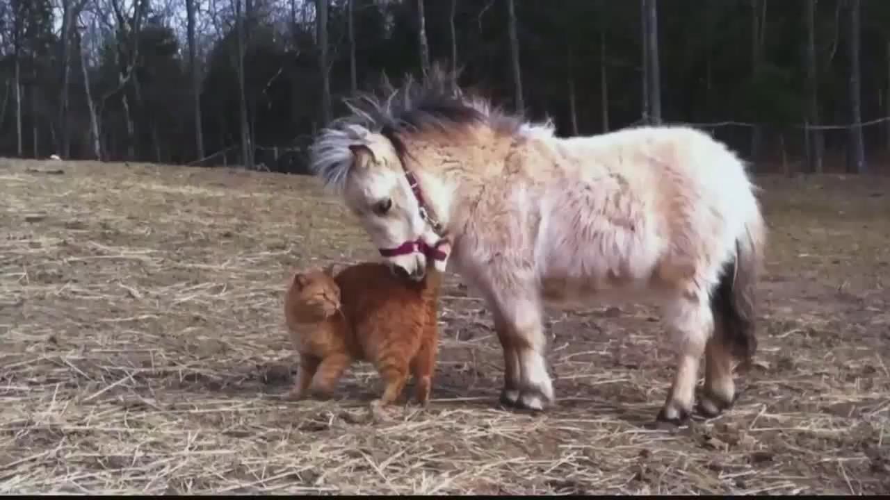 千万不能让猫接近马，会被吸的！