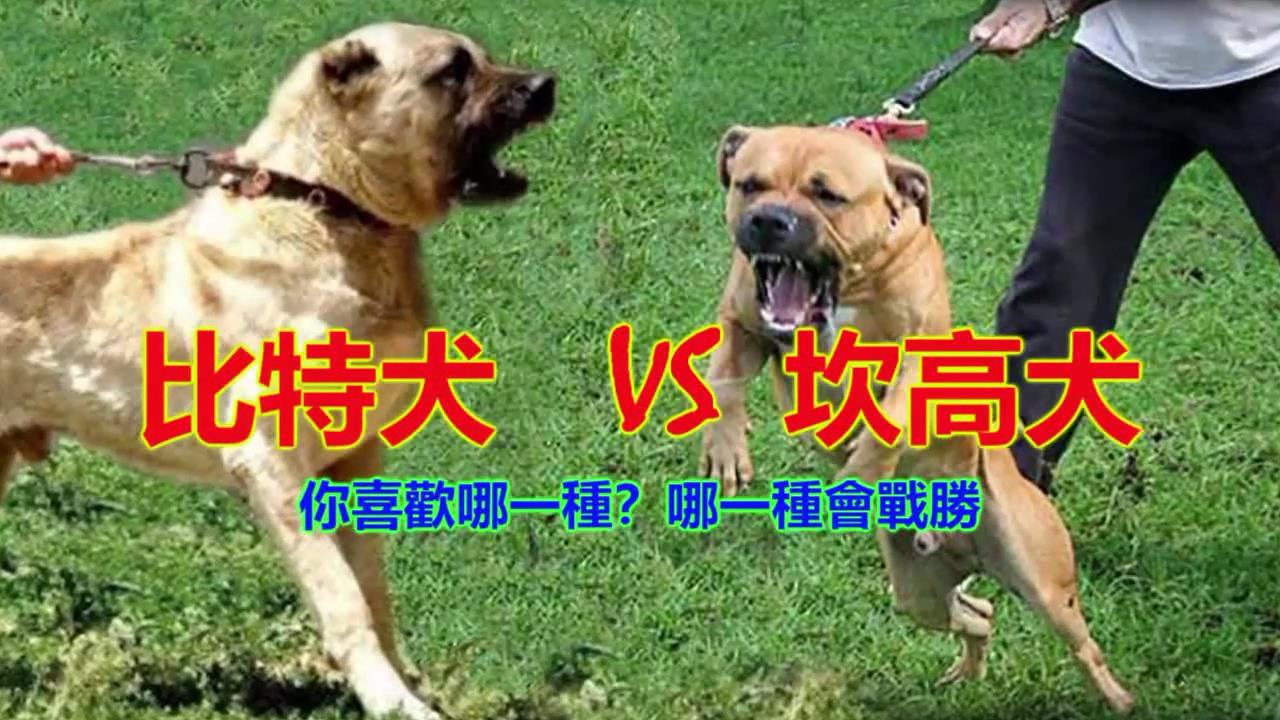 比特犬 vs 坎高犬。你喜欢哪一种？