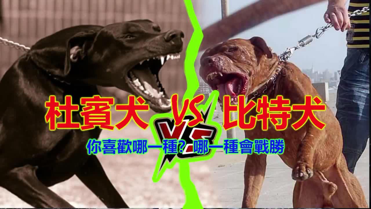 杜宾犬VS比特犬。你喜欢哪一种