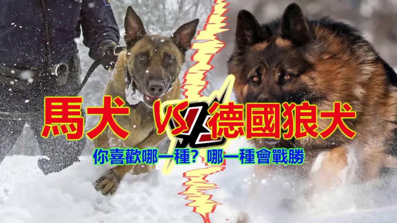 马犬 vs 德国狼犬。你喜欢哪一种？