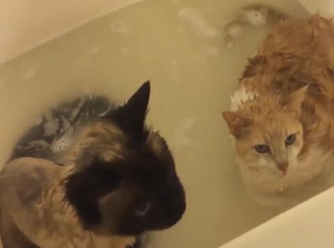 猫与水会发生什么