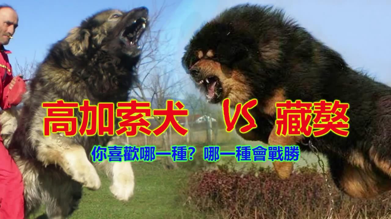 高加索犬 vs 藏獒