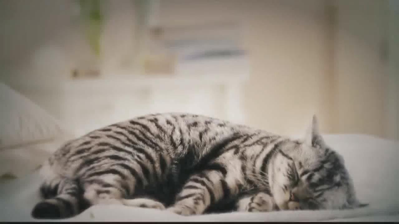 给睡觉的猫咪闻食物，它们会有什么反应？
