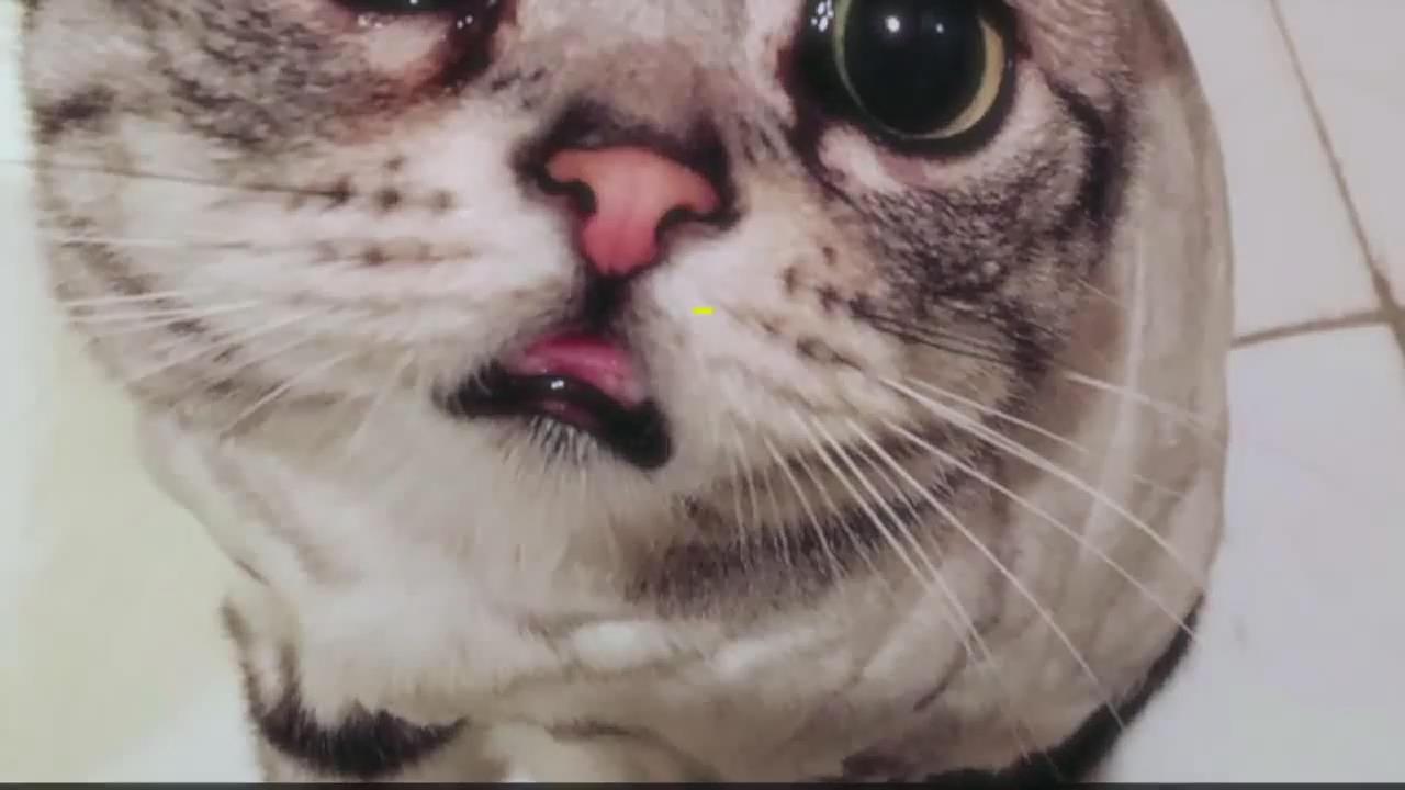 「全世界最悲伤的猫咪」，一张厌世脸掳获16万网友的心～