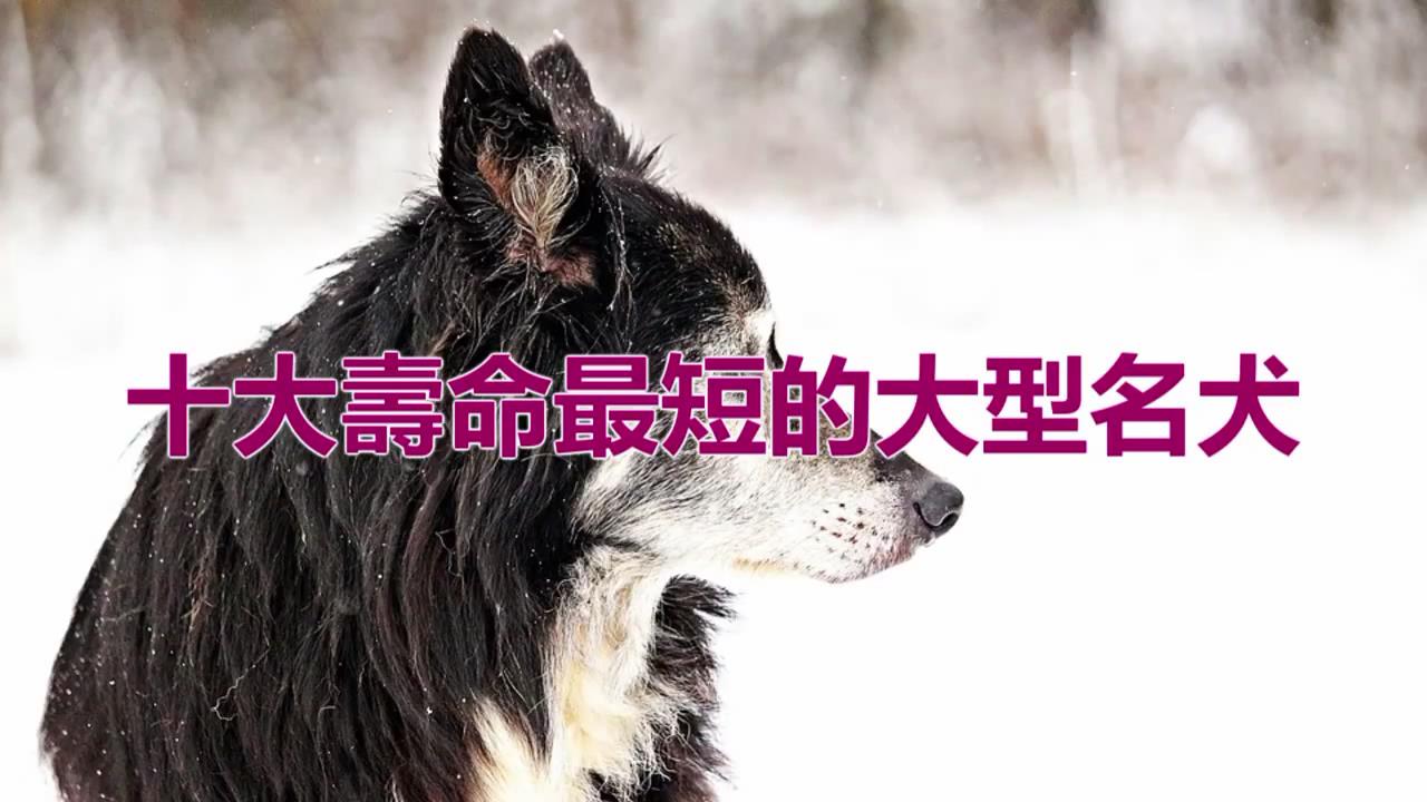 十大寿命最短的大型名犬