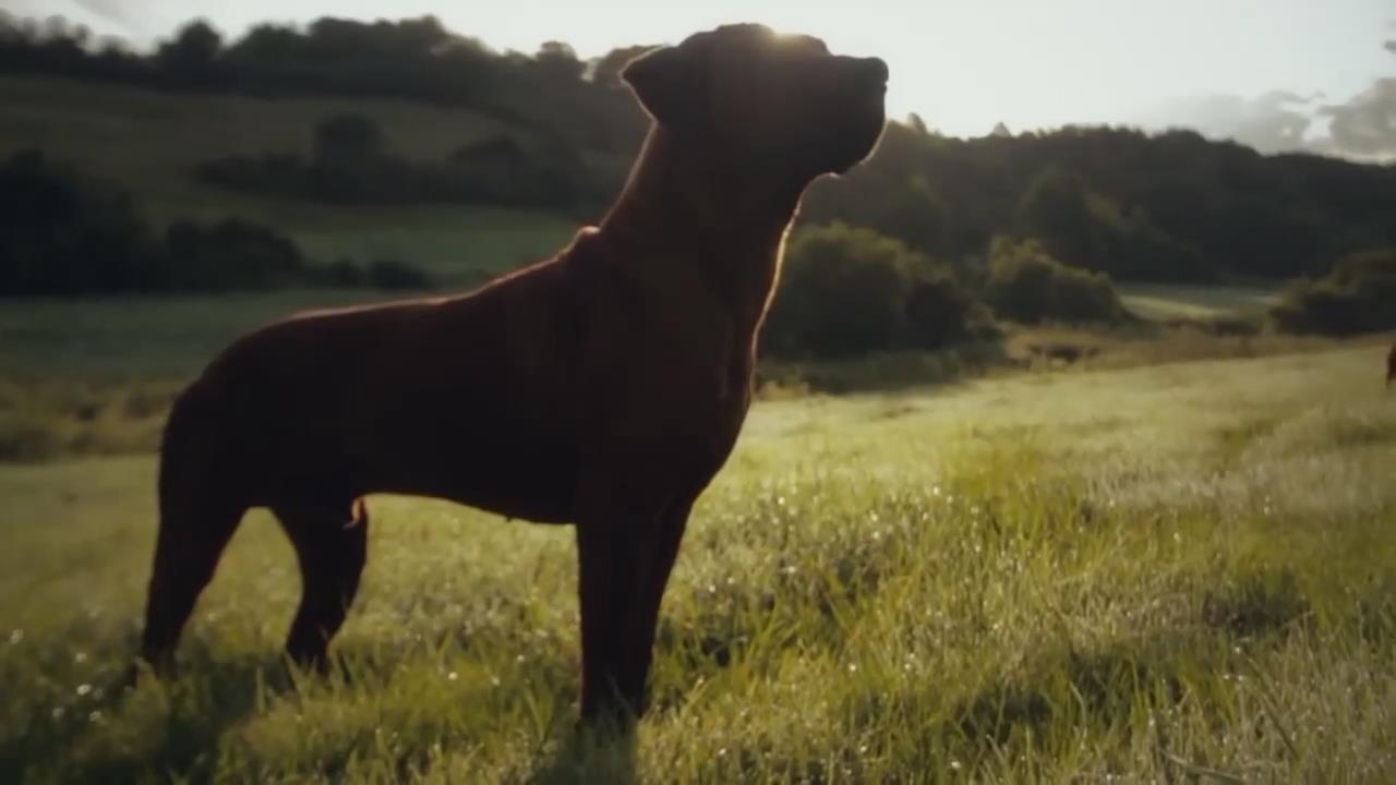 鲜为人知的 6种特殊能力的犬种！