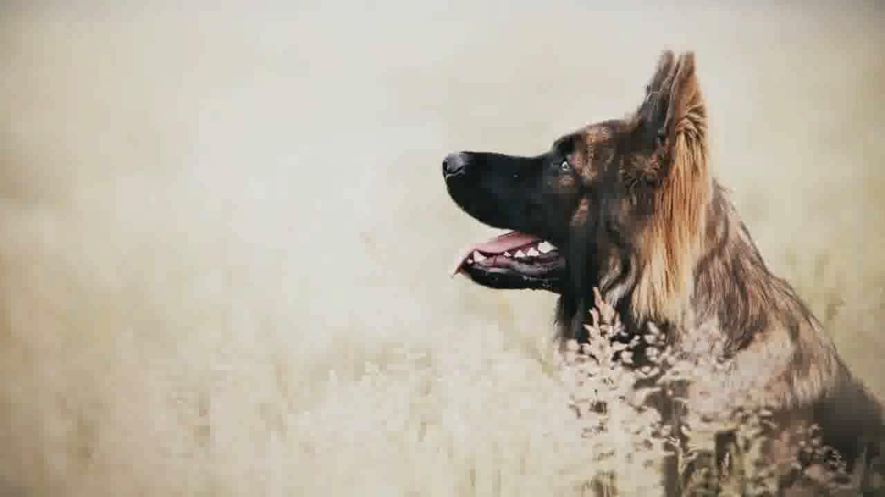 原产德国的十大名犬