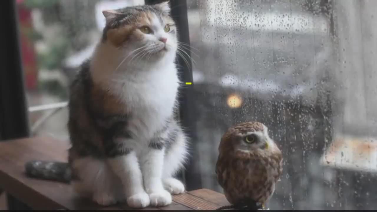 猫和猫头鹰成为最好的朋友，在日本大阪的猫头鹰咖啡厅！