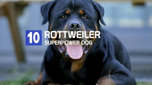 十大超级有力量的狗