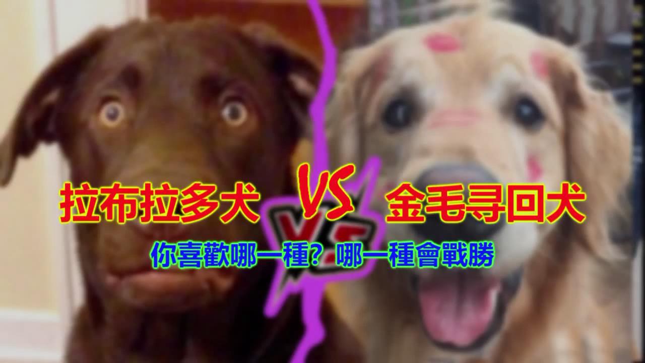拉布拉多犬 vs 金毛寻回犬。你喜欢哪一种？