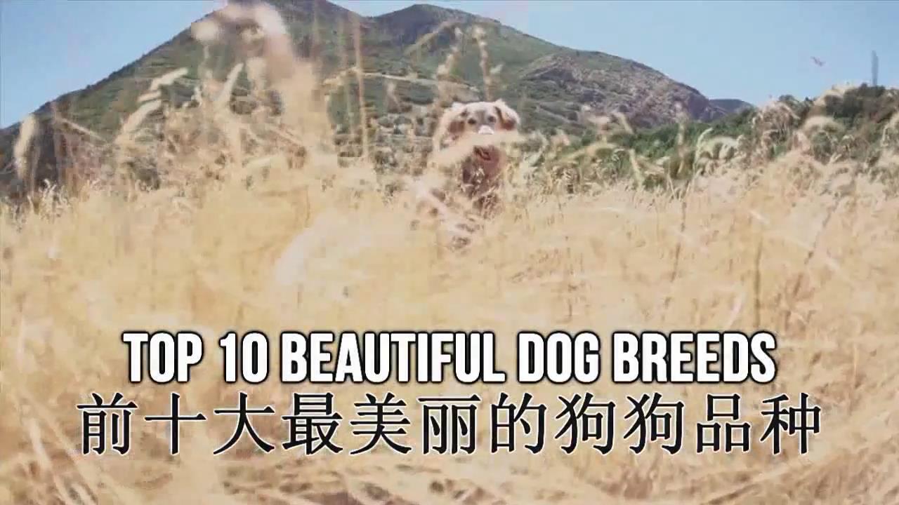 前十大最美丽的狗狗品种