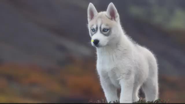 哈士奇短片之「二哈幼犬的卖萌特辑」