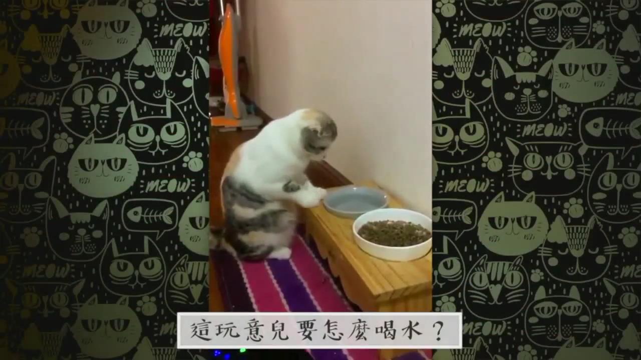 猫专辑，猫咪们决定强势复出卖萌～