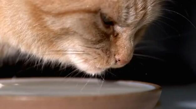 猫喝水的姿势