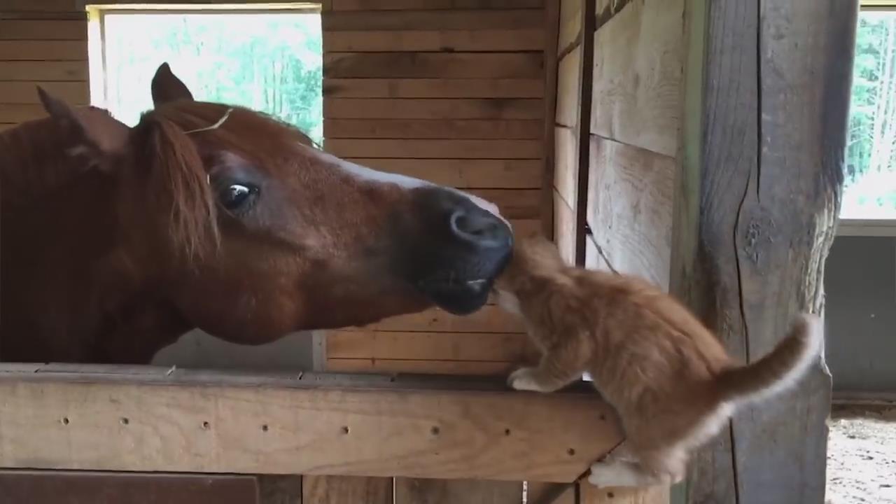 当马遇上了猫？？？我吸！！！