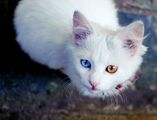 西伯利亚森林猫异瞳图片