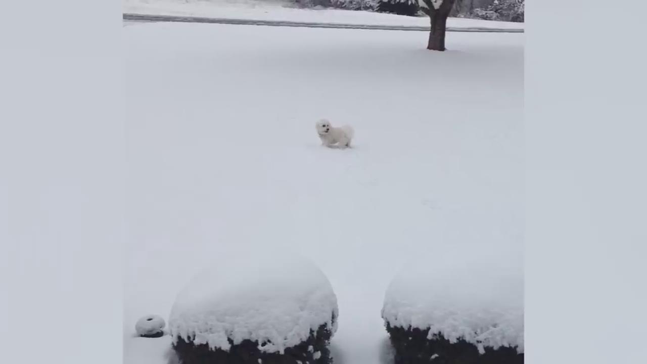 逗趣宠物，哈哈哈变魔术还是扔雪球。。。懵圈的宠主们