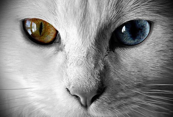 美丽的异瞳猫咪