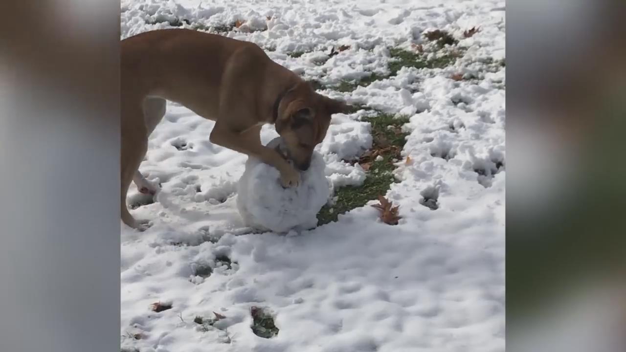 汪星人;滚雪球我也会啊，狗生不比人生差！！！！！！！