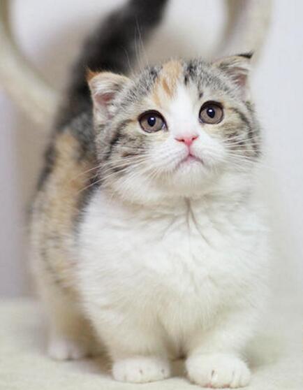 曼基康猫也称曼切堪猫、腊肠猫、短脚猫