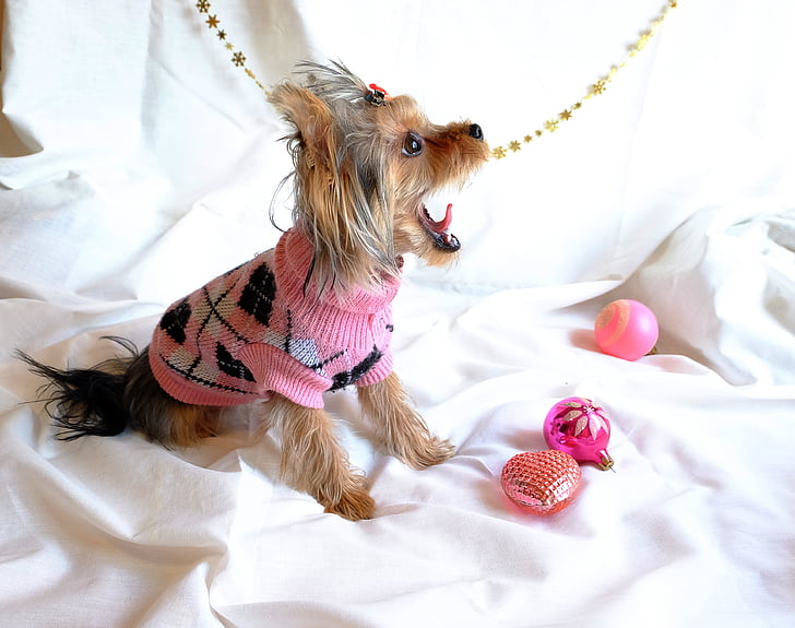dog-yorkshire-terrier-new-year-s-eve-darling.jpg