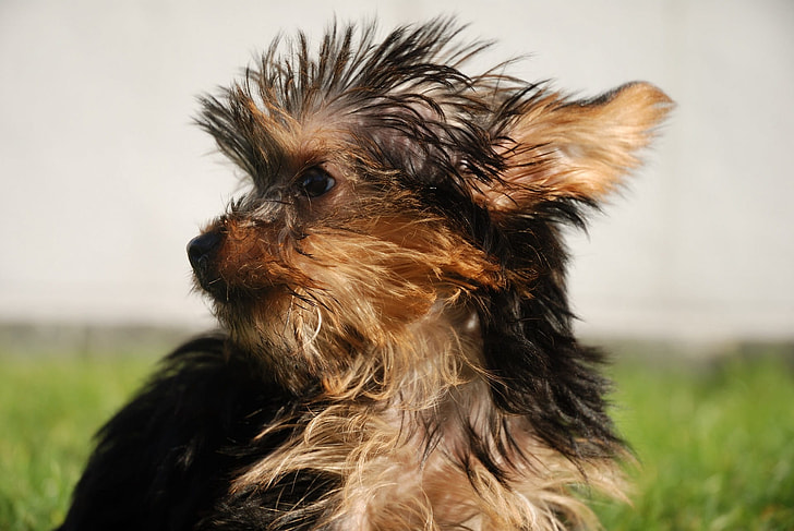 dog-yorkshire-terrier-looking-portrait.jpg