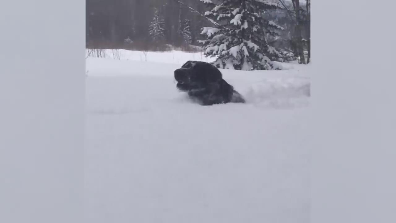 遇到雪之后的狗子变疯了！！！