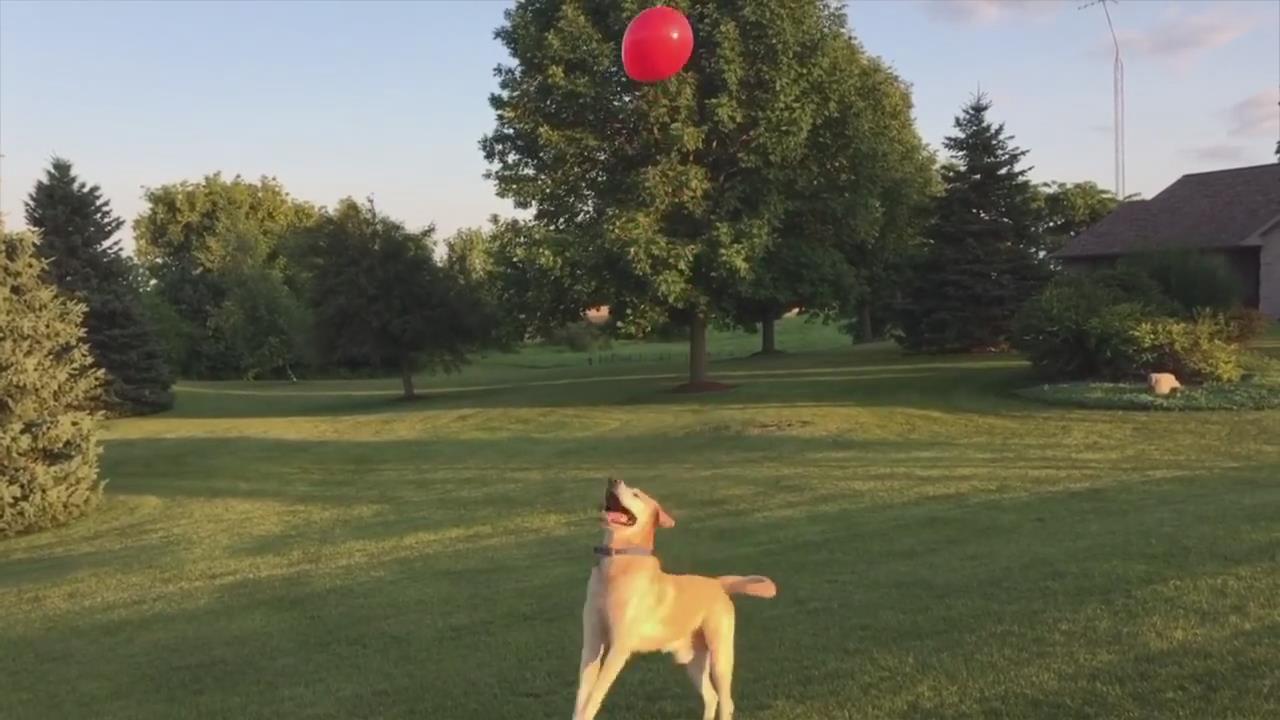 狗子和气球玩的不亦乐乎。。。还挺会玩