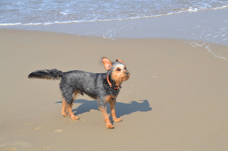 dog-on-beach-mongrel-dachshund-yorkshire-terrier-animal.jpg