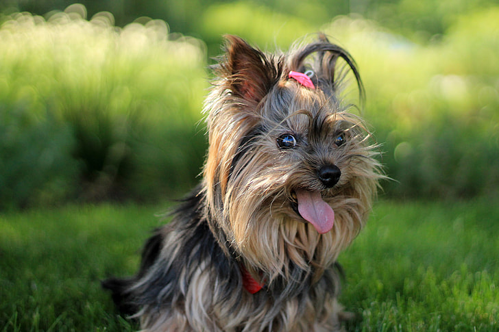 terrier-dog-cute-puppy.jpg