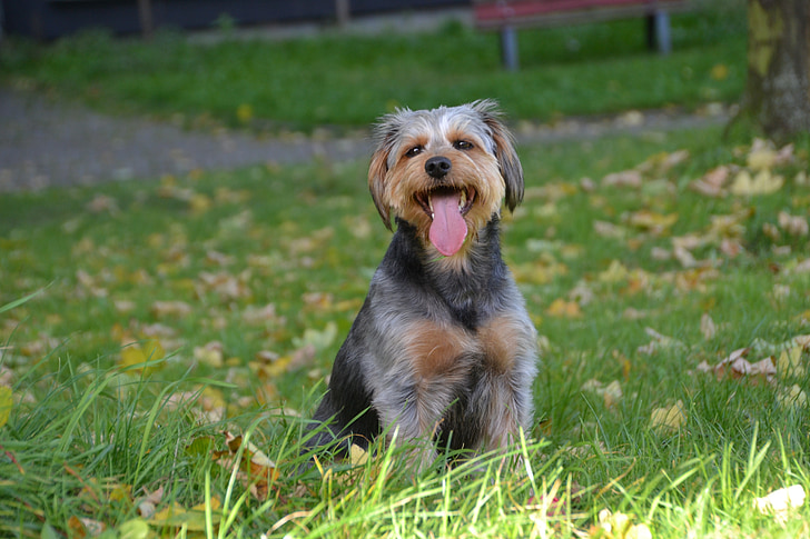dog-mongrel-dachshund-yorkshire-animal-pet.jpg