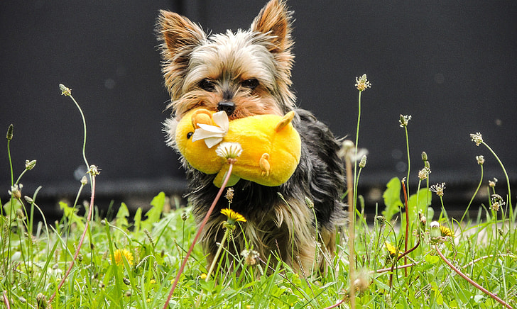 dog-plush-yorkshire-terrier-yellow.jpg