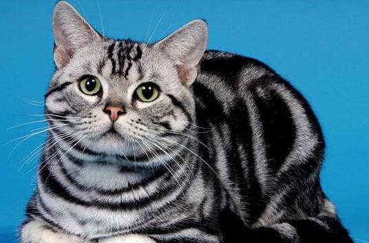 如何分辨猫猫是不是纯种美短？