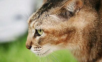 阿比西尼亚猫是什么