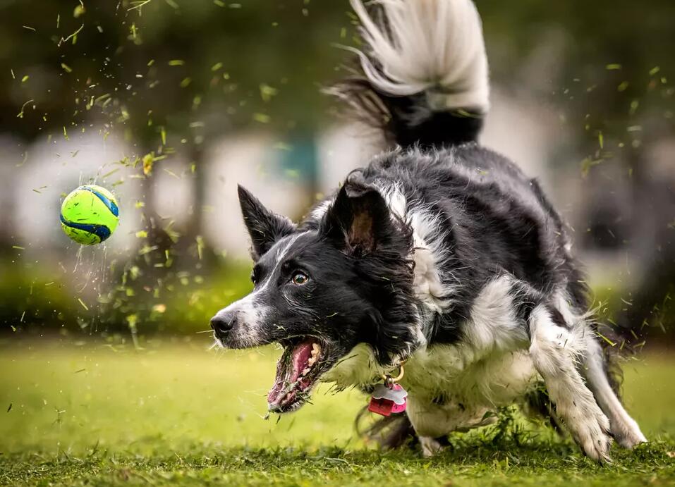 十大狗运动——狗的运动和娱乐