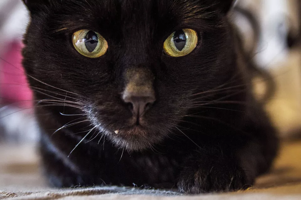 关于黑猫的5个有趣的事实