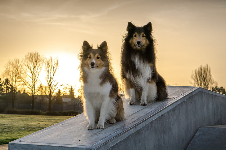 shelties-dogs-concrete-sunrise.jpg