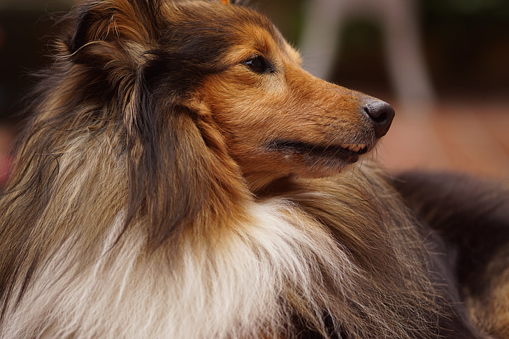 sheltie-dog-animal-portrait.jpg