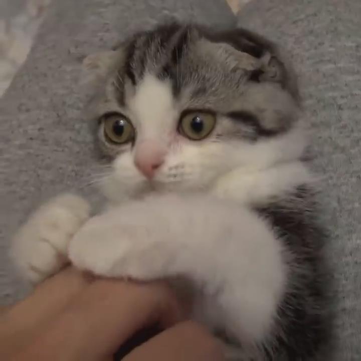 可爱的小动物视频汇编可爱的猫咪-秀可爱！#22