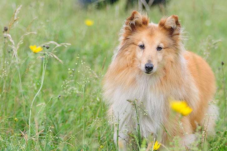 sheltie-dog-animal-shetland-sheepdog.jpg