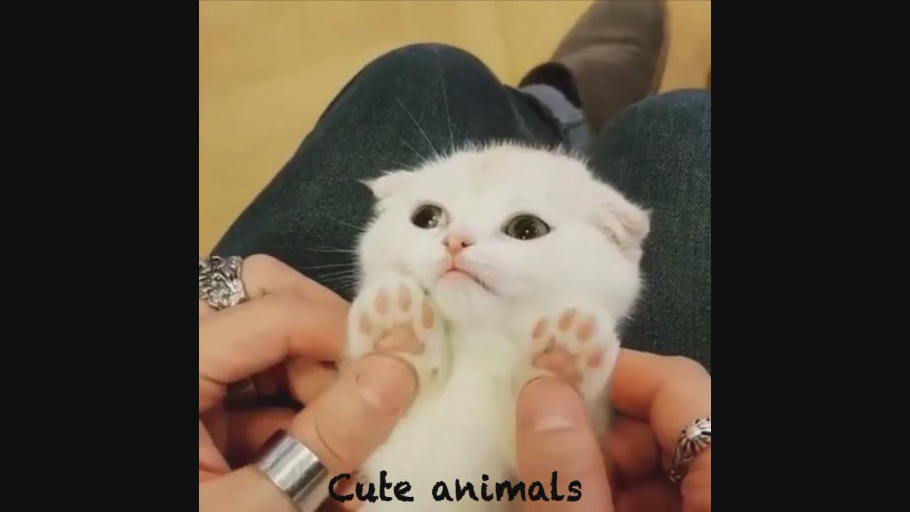 可爱的小动物视频-可爱的小猫睡觉和小狗笑-超可爱！#87