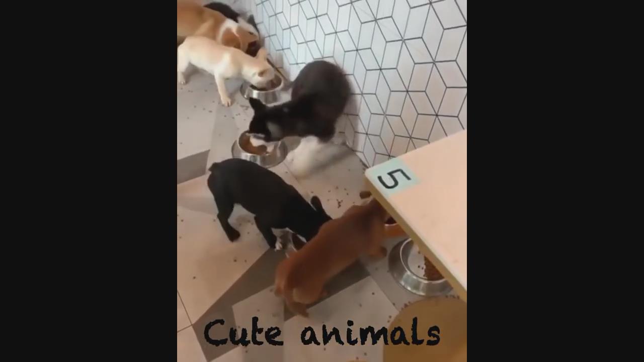 可爱的小动物视频-最可爱的动物86